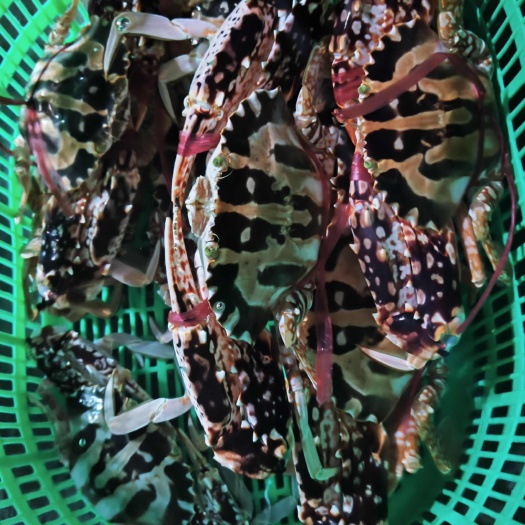 海南特大红花蟹