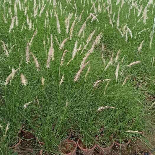 中山市羽绒浪尾草