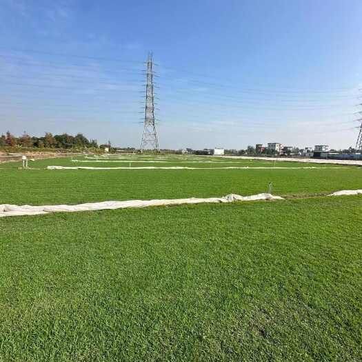 中山市兰引三号草块草卷用于运动场地草坪