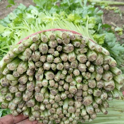 沛县芹菜五月1号上市，欢迎各位老板收购