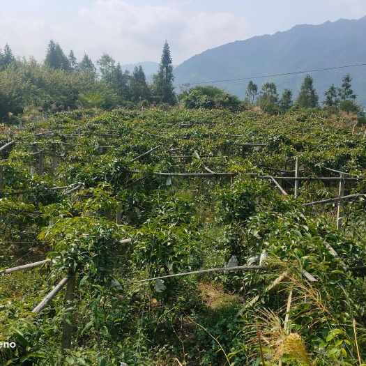 资源县中药材黑老虎