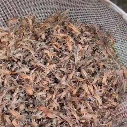 攀枝花优质土塘澳洲淡水龙虾苗供应，活力好成活率高