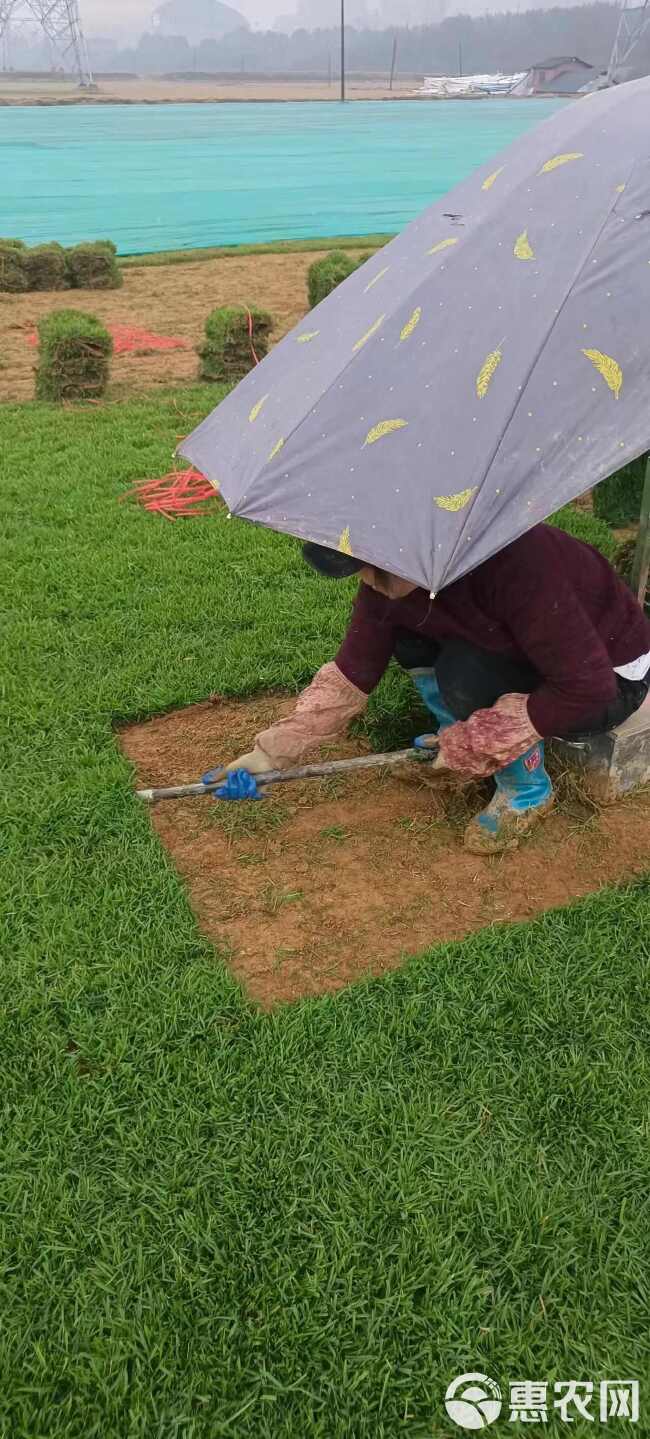 兰引三号草块草卷用于运动场地草坪