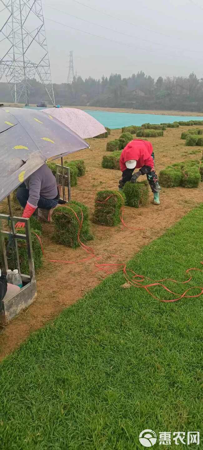 兰引三号草块草卷用于运动场地草坪