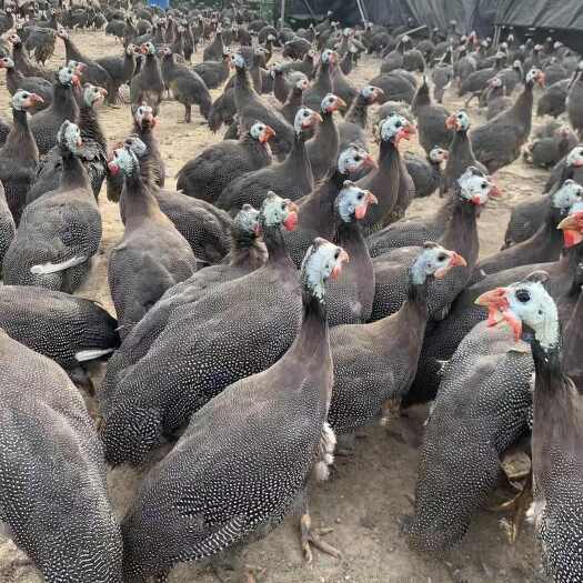 佛山老珍珠鸡