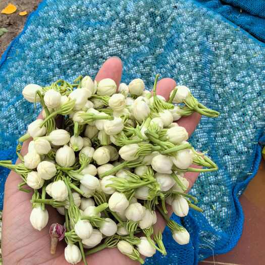  茉莉花