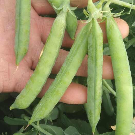 郸城县自家种植优质水果豌豆50亩