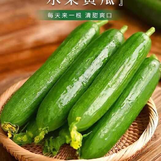 宁陵县水果黄瓜小黄瓜
