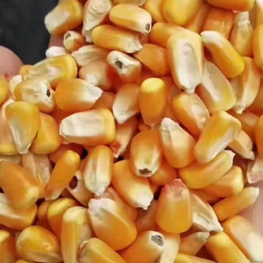 确山县干玉米 干玉米粒  玉米现货上市货源充足高蛋白高淀粉率易消化