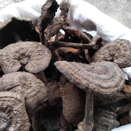 平南县灵芝