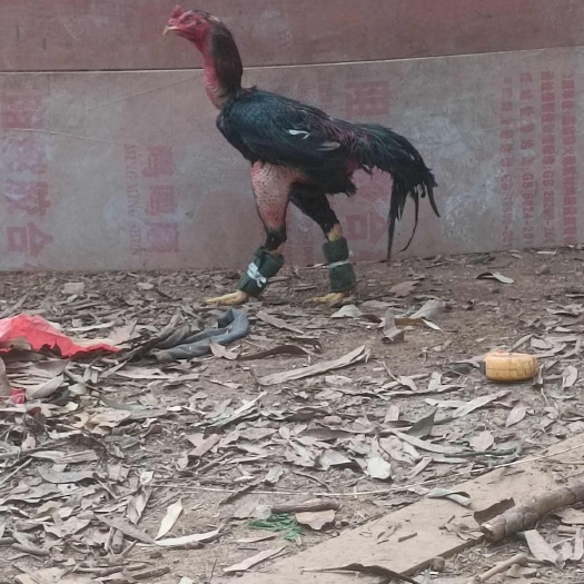 南宁纯种越南斗鸡出壳苗