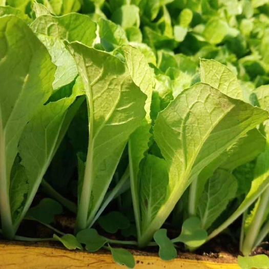 白菜苗天津白菜苗绍菜苗青麻叶大白菜四季播种抗病强
