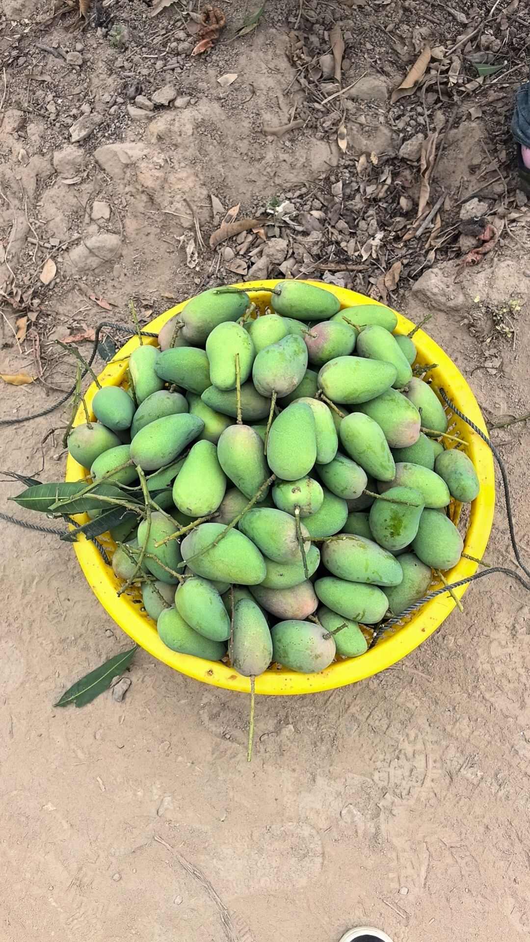 海南小台农芒果新鲜现摘应当季热带水果特产鸡蛋芒整箱批发包邮