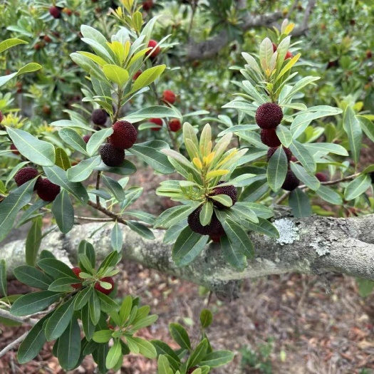 石屏县荸荠杨梅，早熟款，又脆又甜