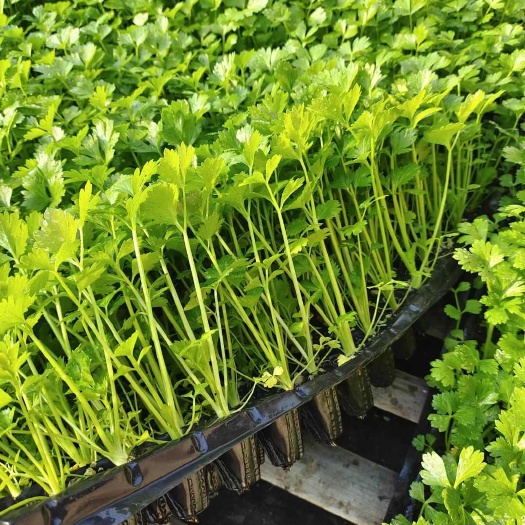寿光市芹菜苗穴盘苗