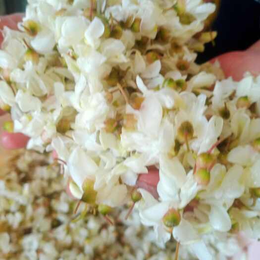 黄骅市槐花