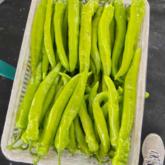 菏泽精品黄皮辣椒，螺丝椒