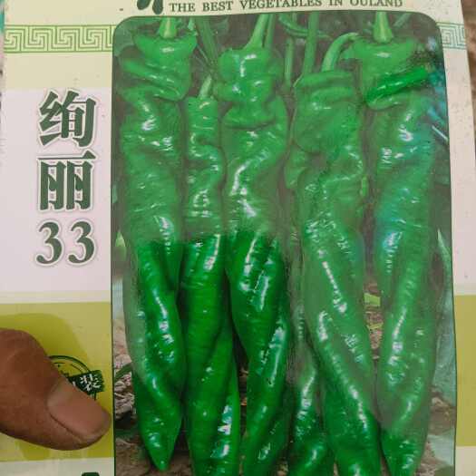 寿光市螺丝辣椒苗 优质高产抗病大果螺丝椒苗