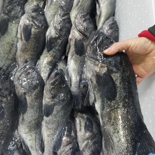 黑鮶鱼，黑石斑，黑虎头