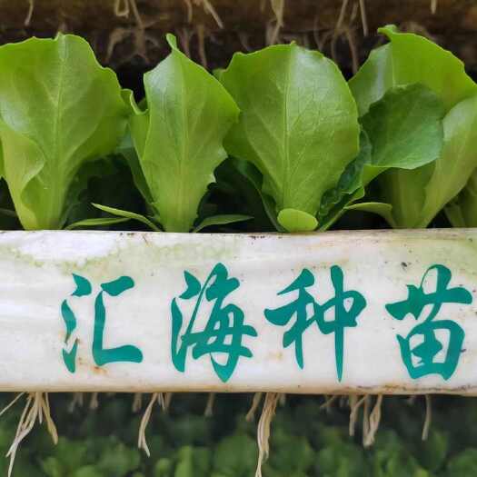 嵩明县意大利生菜苗，出售支持全国各地发货量大从优