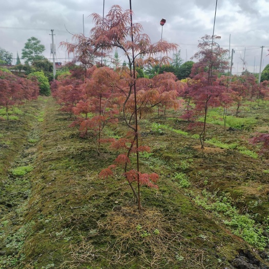 成都造型 羽毛枫  盆景
