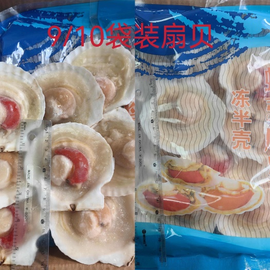 成都9/10夏夷扇贝，8个✕10袋