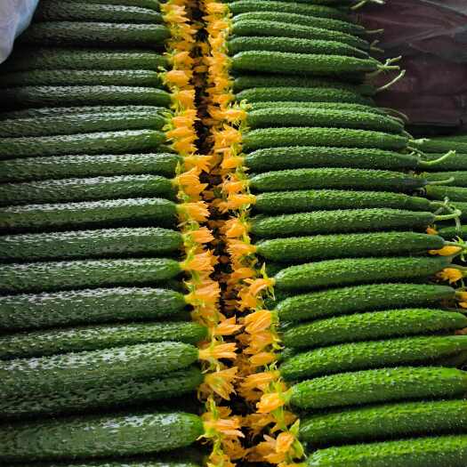 沂南县山东优质密刺黄瓜顶花带刺，一手货源现摘现卖质量保证产地销售。