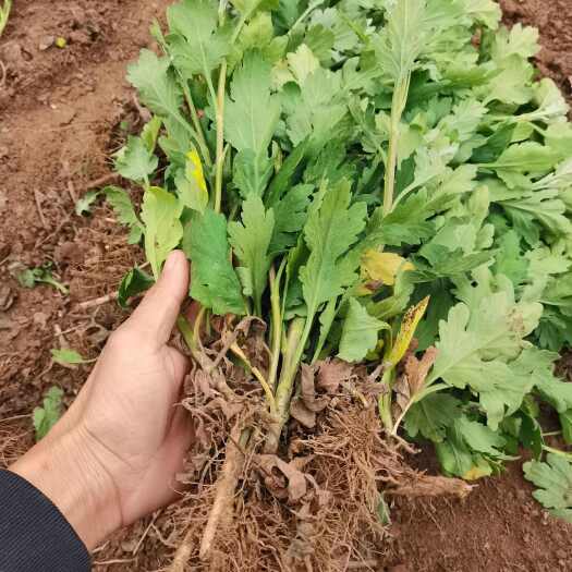 亳州金丝皇菊苗