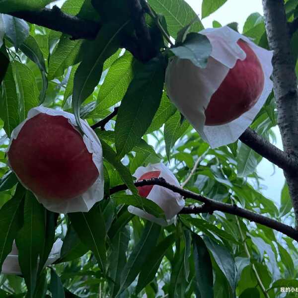 龙泉驿水蜜桃、晚福景水蜜桃、白凤水蜜桃、霞脆、皮球桃多个品种