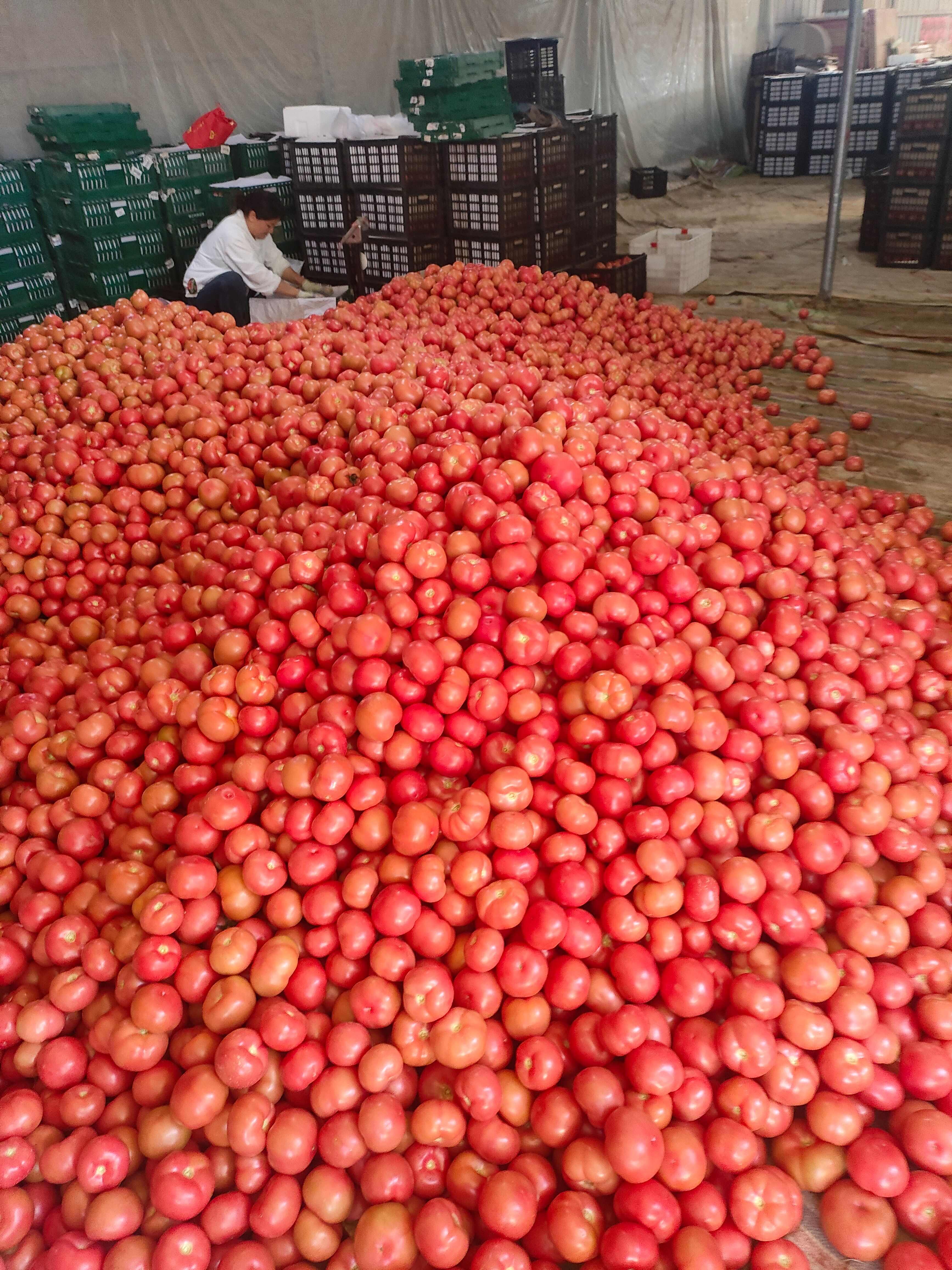 山東菏澤定陶黃店西紅柿大量現(xiàn)貨電商超市市場都有，