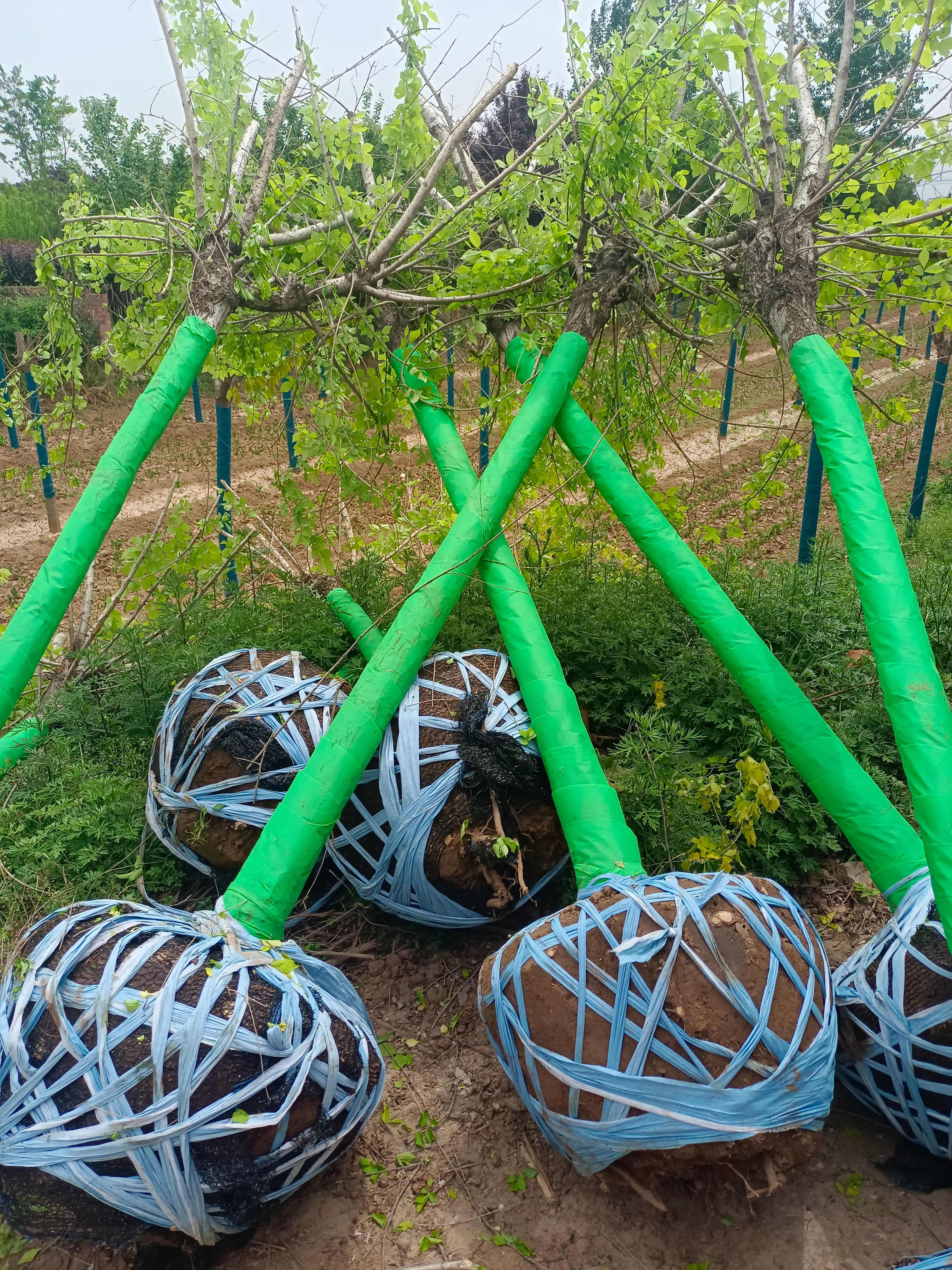 香花槐 陕西香花槐 红花 黄花 各种规格直径2-15厘米以上