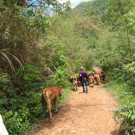 杭州高山纯放养黄牛