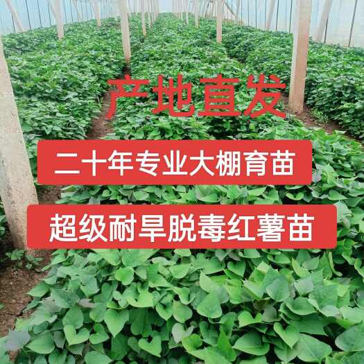 费县山东高产红薯秧苗烟薯25西瓜红板栗薯紫薯红皮高淀粉薯地瓜苗秧