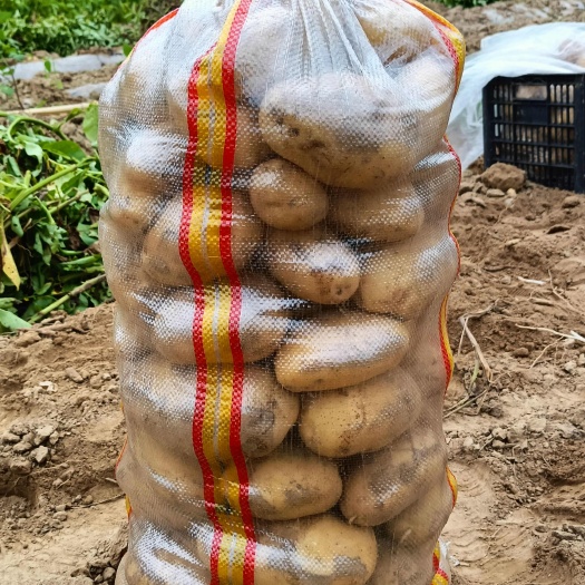 黄皮黄心土豆