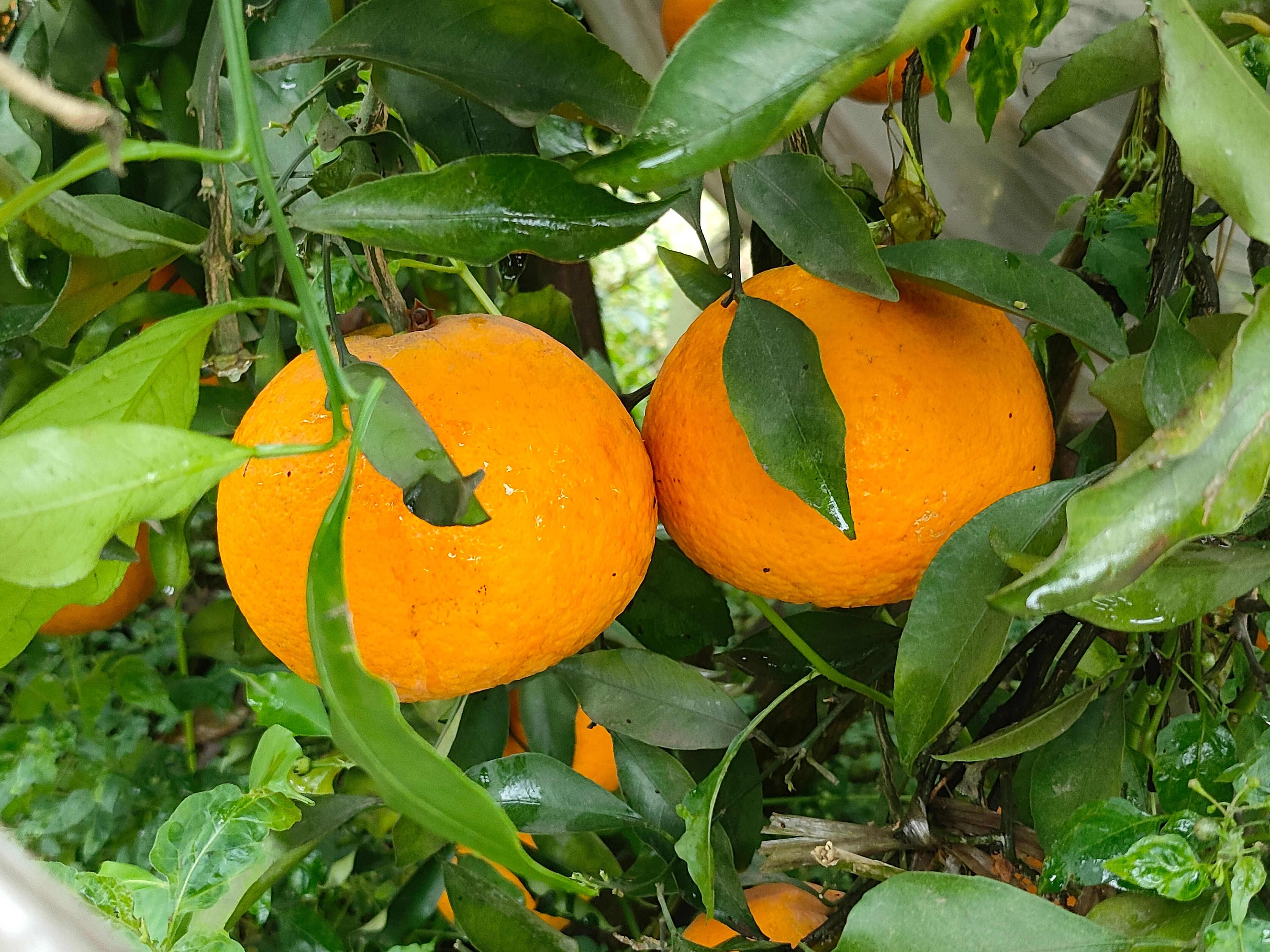 青见果冻橙，甜度高，一手货源