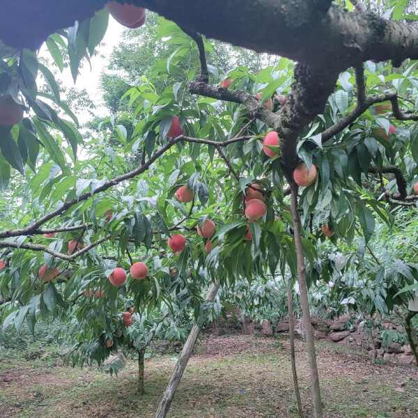 龙泉驿水蜜桃、晚福景水蜜桃、白凤水蜜桃、霞脆、皮球桃多个品种