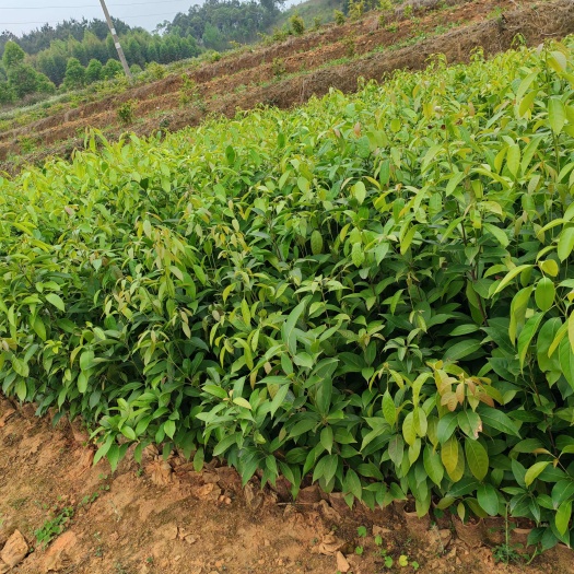 巴马县木姜叶柯木姜叶柯甜茶多穗石柯树上虫草甜茶苗扦插苗种子苗杯苗。