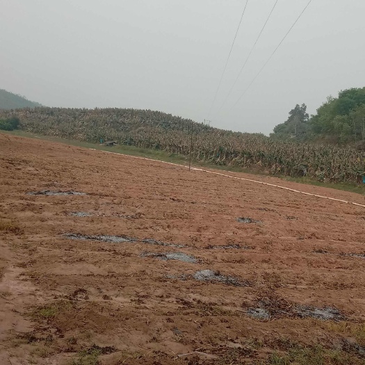 景洪市河边沙坝地50亩，红砂土地肥沃，水电路三通，26O0年租金