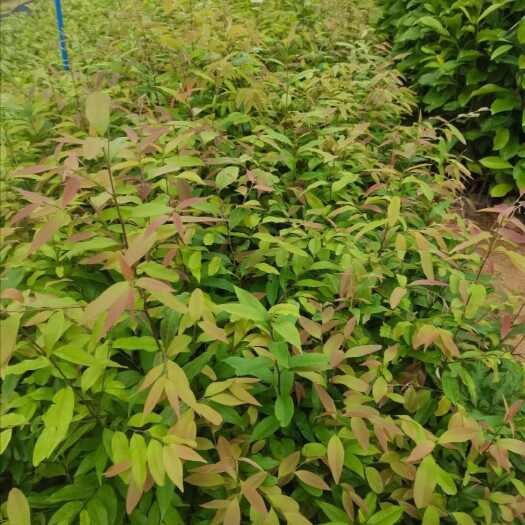 广州红椎树苗