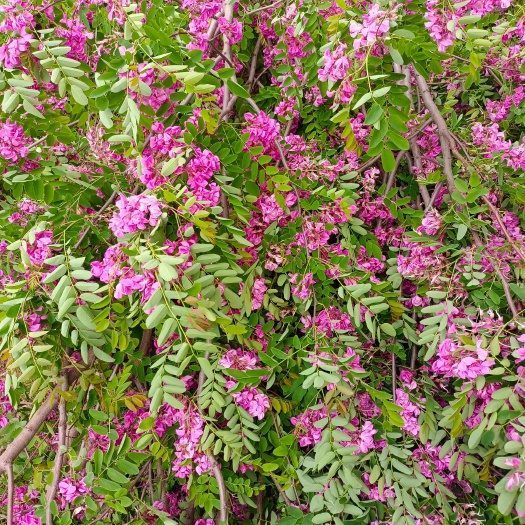 香花槐 陕西香花槐 红花 黄花 各种规格直径2-15厘米以上