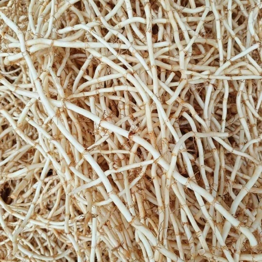 砚山县鱼腥草根