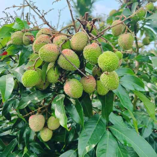 定安县荔枝