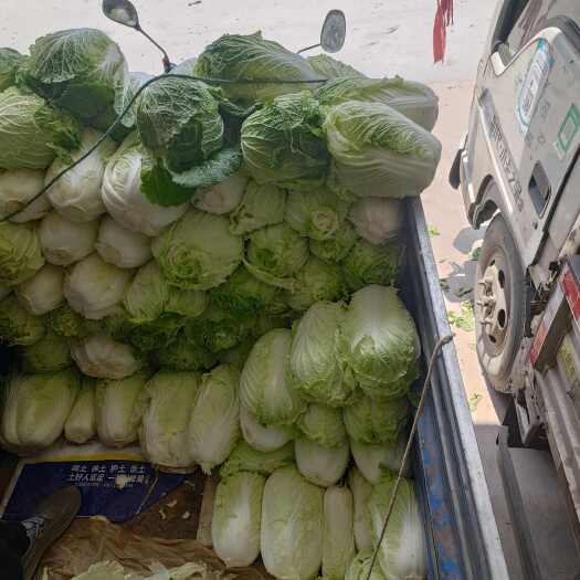 临漳县白菜