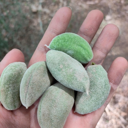 莎车县巴旦木鲜果，产地直发，当天摘当天发货