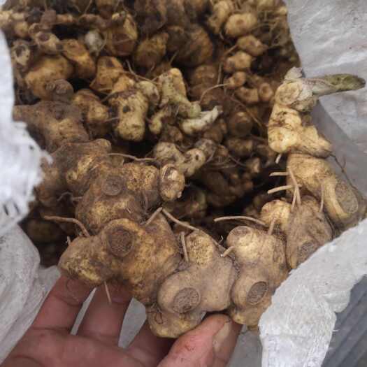 贵阳黄精