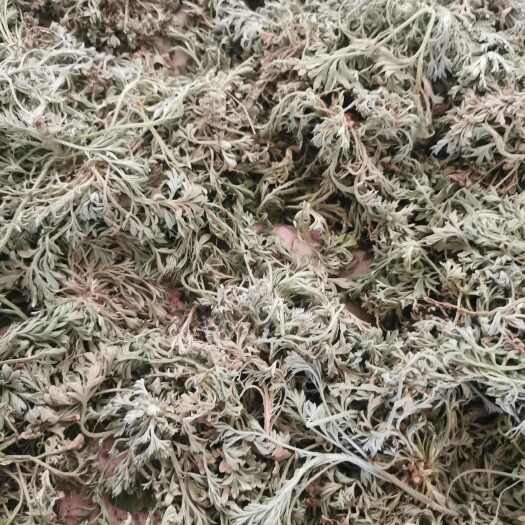 陇西县甘肃茵陈