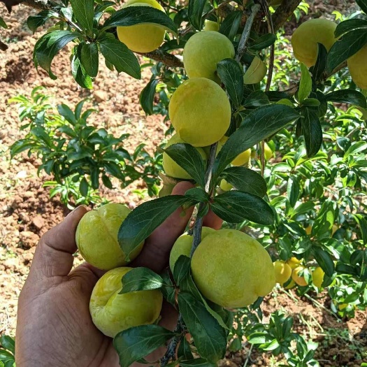 蒙自市蜜饯青果李子