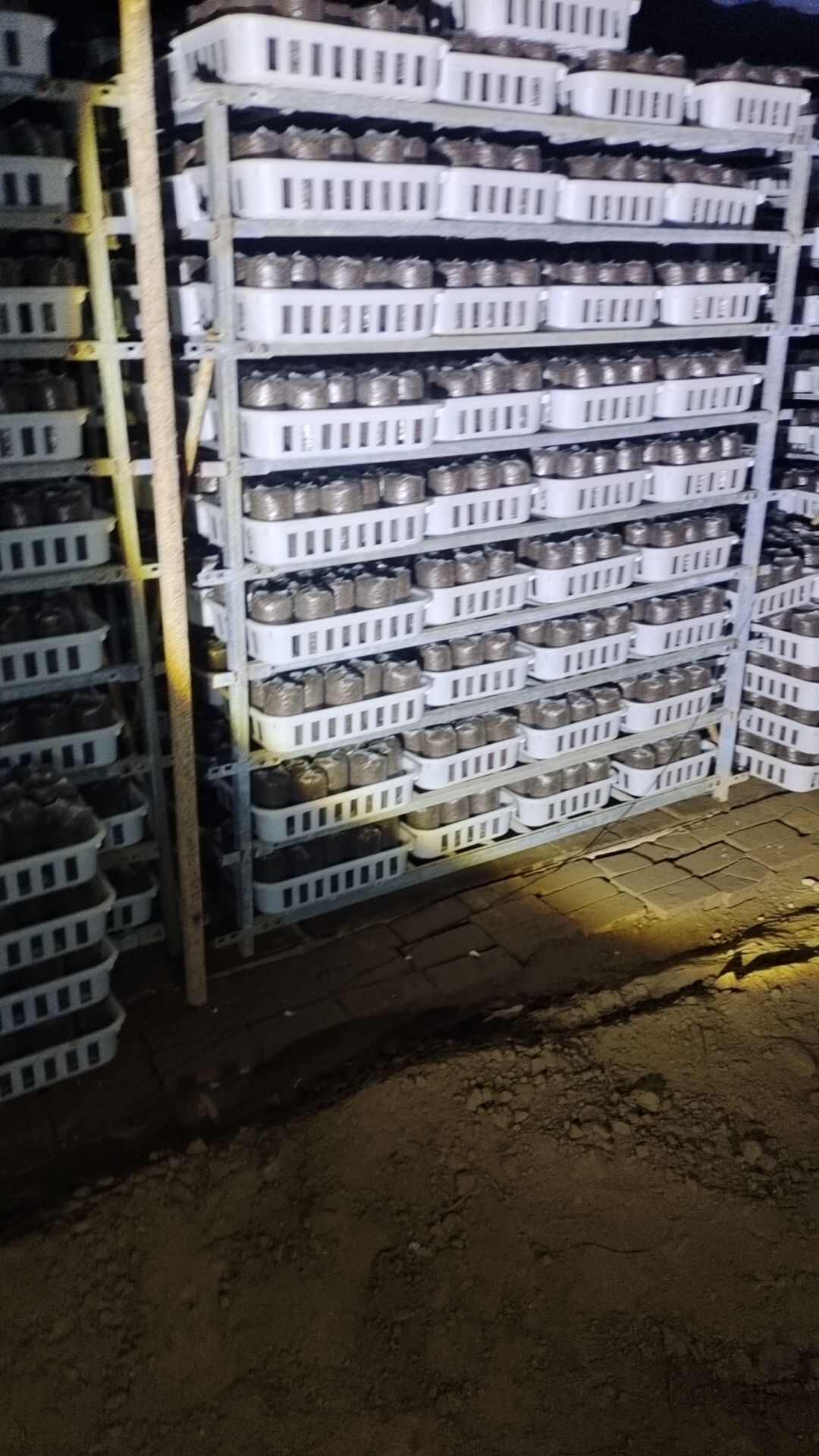 电商支持代发蘑菇菌棒菌包出售