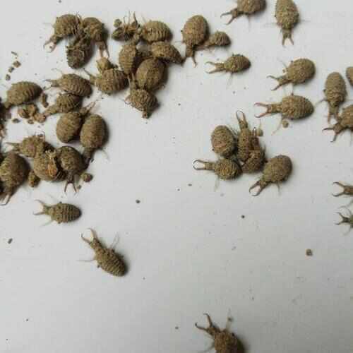 昆明地牯牛