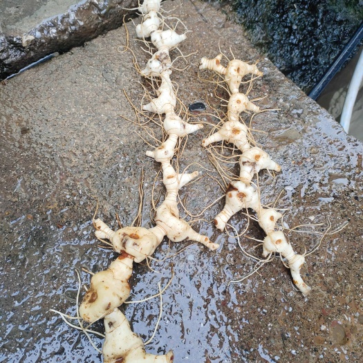 峨边县甜黄精需要的联系